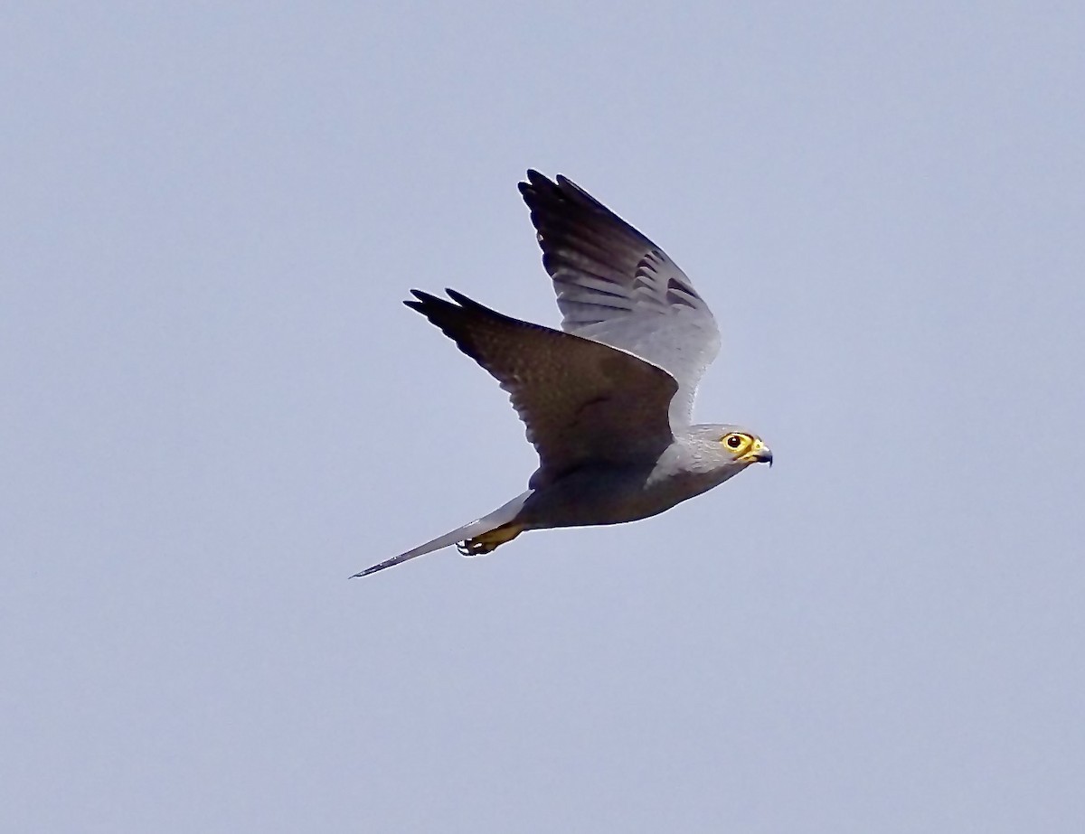 Gray Kestrel - ML619399071