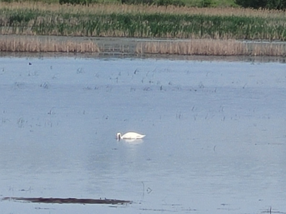 Trumpeter Swan - Matthew Howard