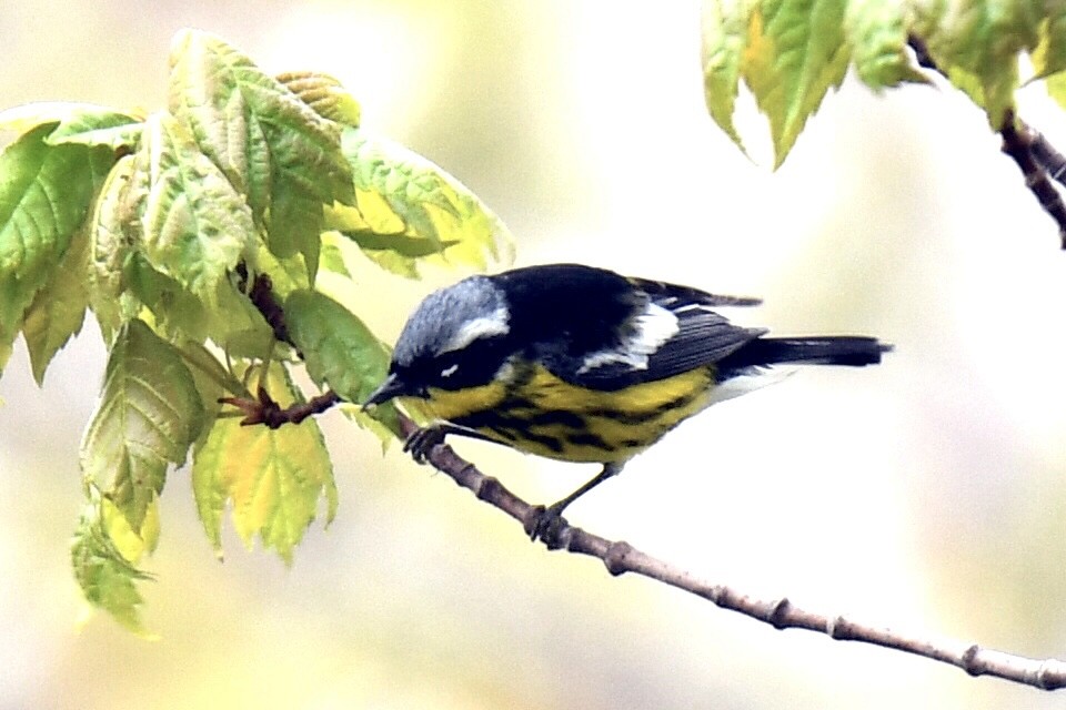 Magnolia Warbler - Anonymous User