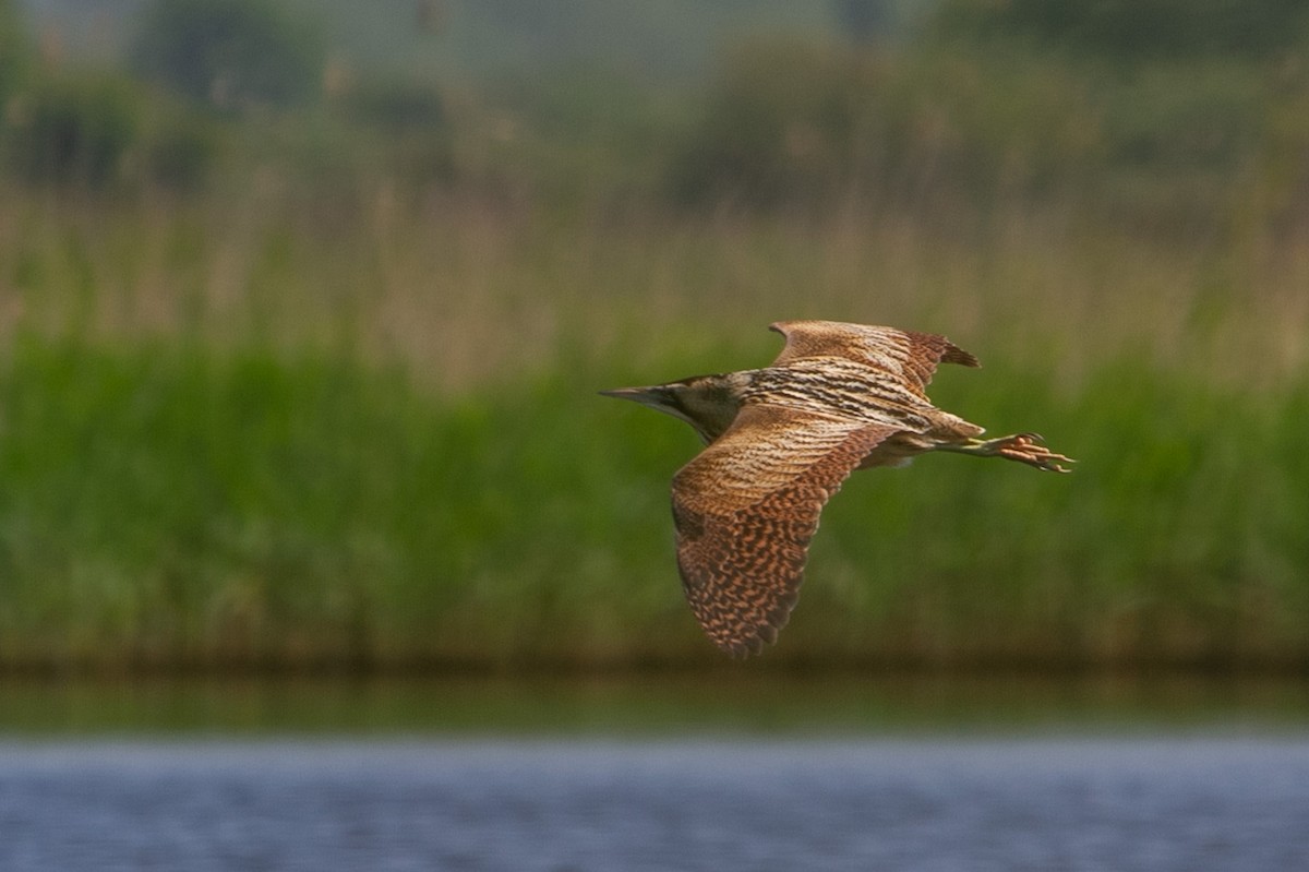 Great Bittern - Richard Harrison-Cripps