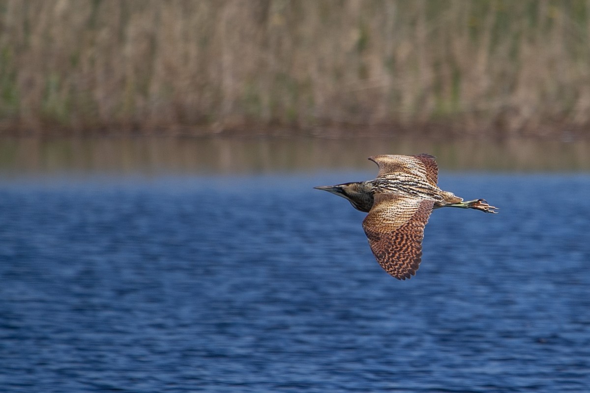 Great Bittern - ML619399079