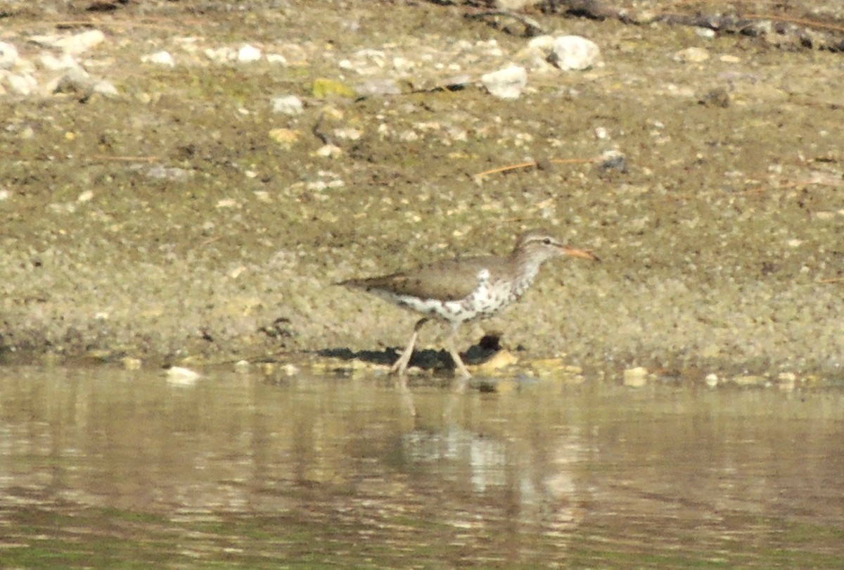 Spotted Sandpiper - alice horst