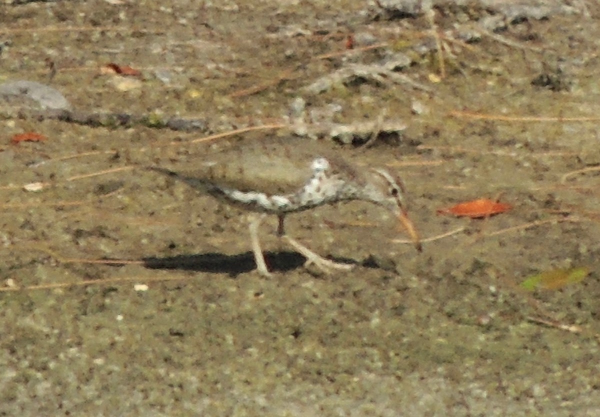 Spotted Sandpiper - alice horst