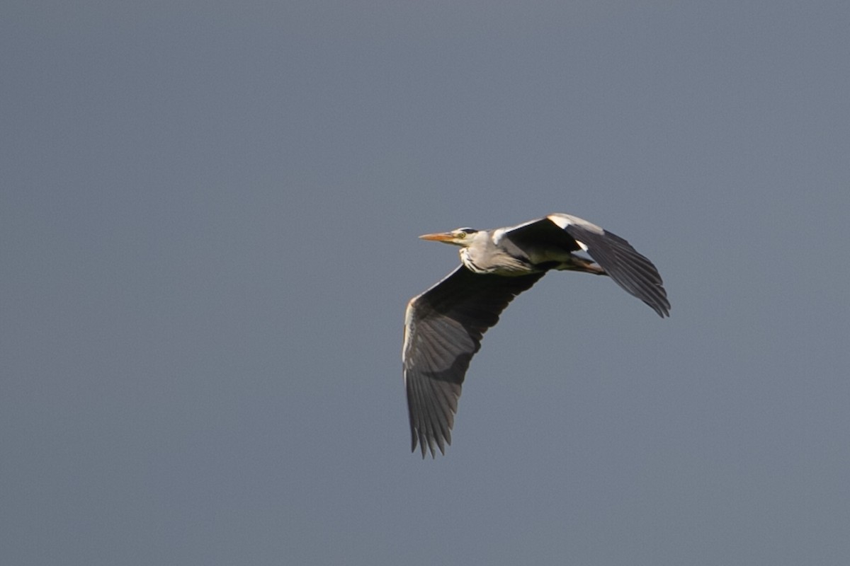 Gray Heron - ML619399092