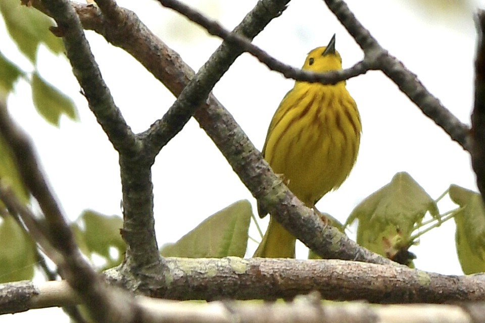 Yellow Warbler - Anonymous User