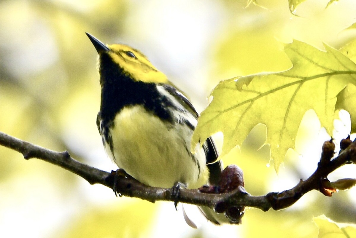 Black-throated Green Warbler - Anonymous User