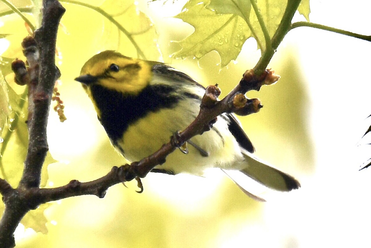 Black-throated Green Warbler - Anonymous User