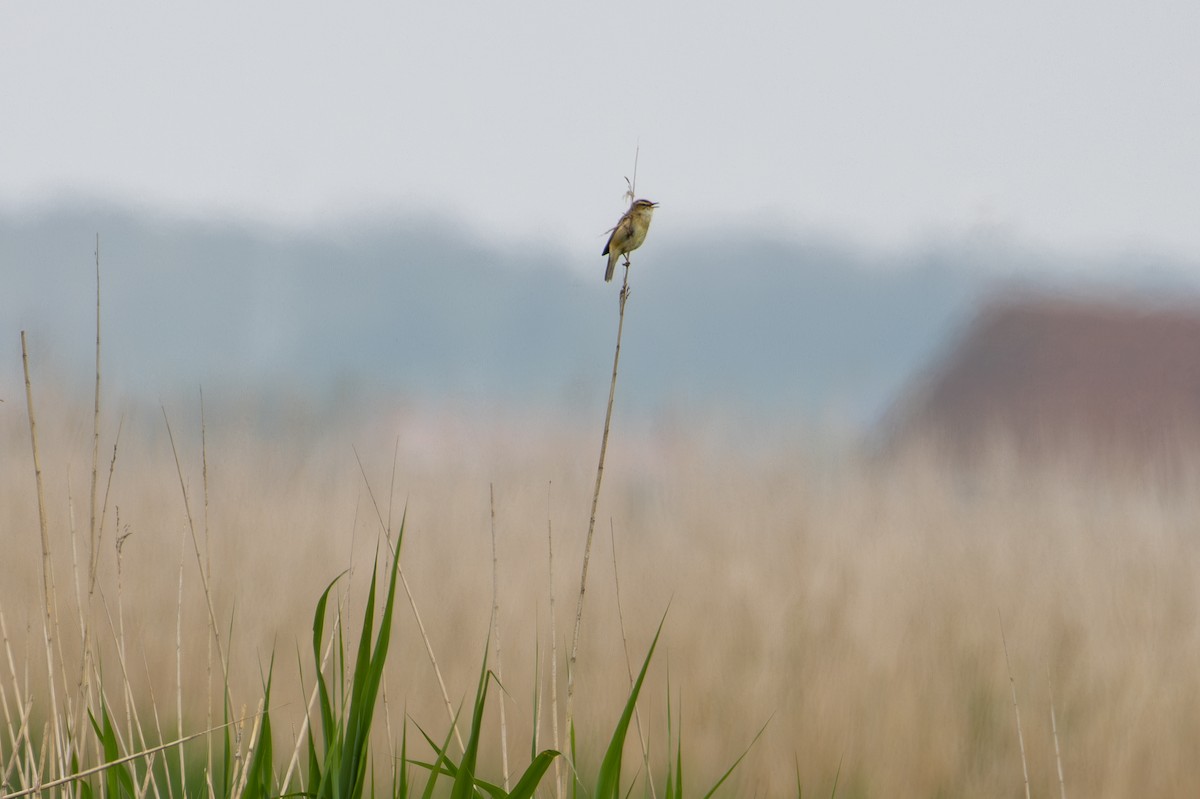 Sedge Warbler - F Loose