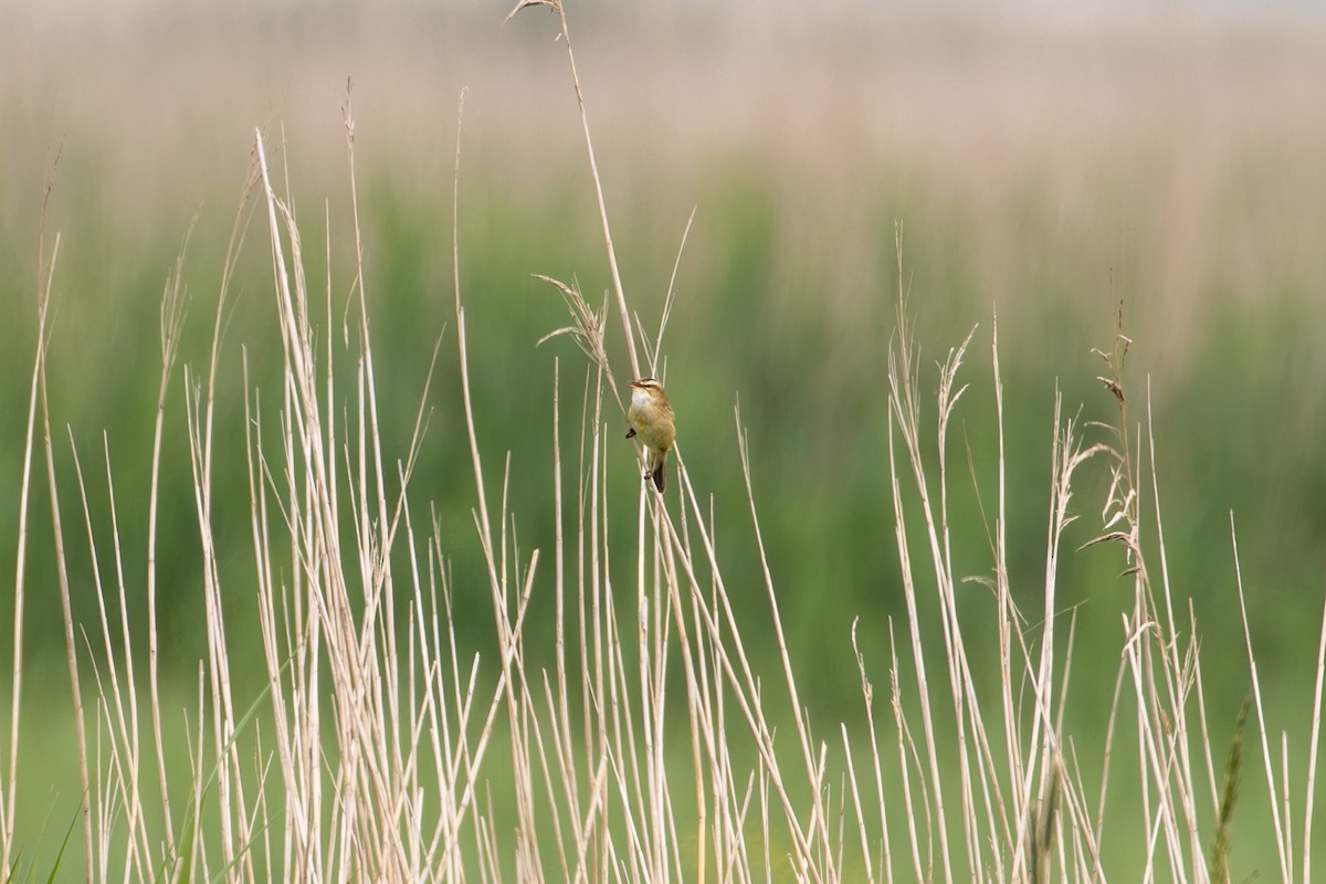 Sedge Warbler - F Loose