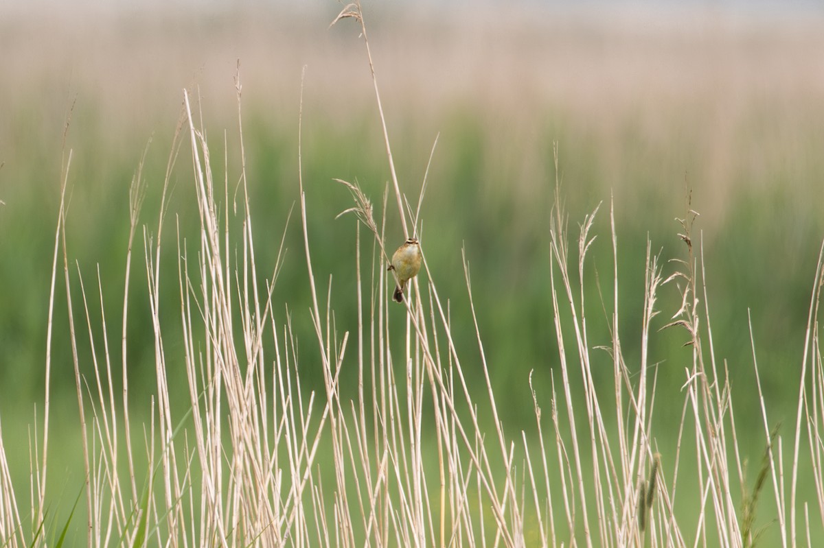 Sedge Warbler - F Loose