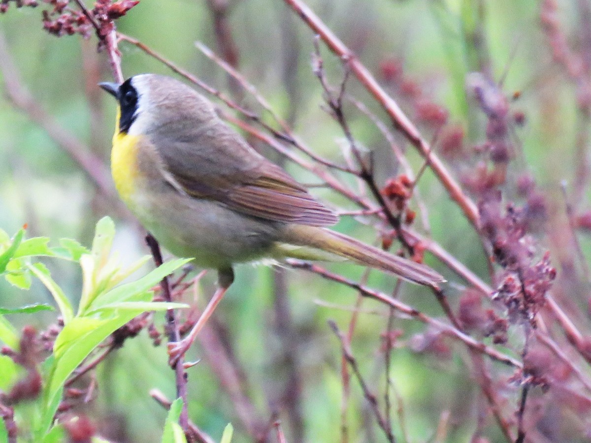 Common Yellowthroat - Michel Turcot