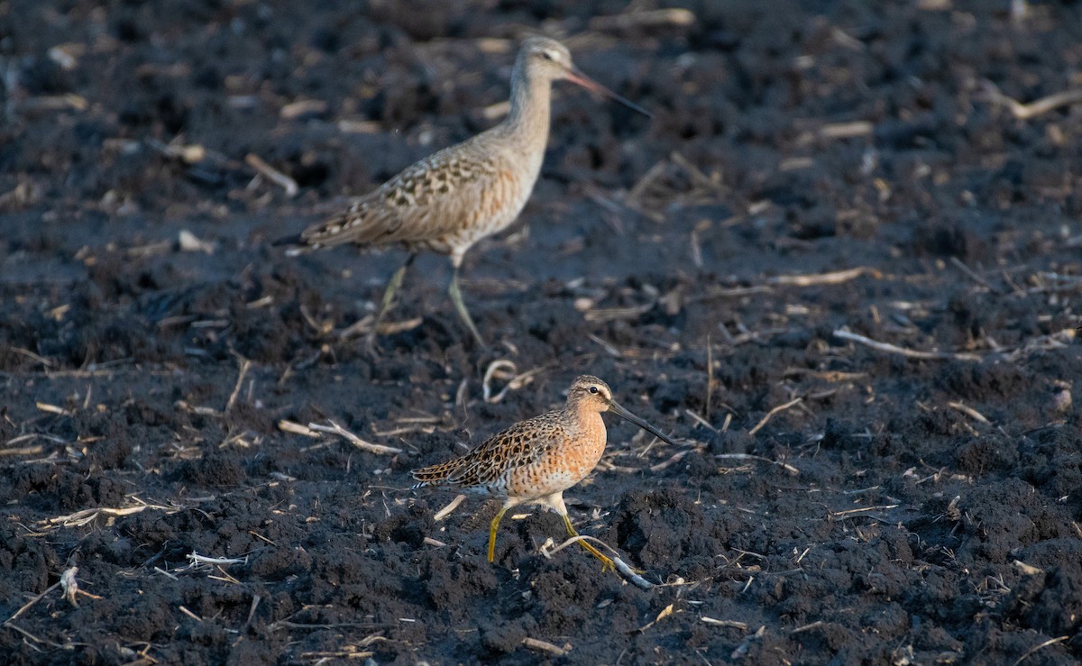 Short-billed Dowitcher - Anuj Ghimire