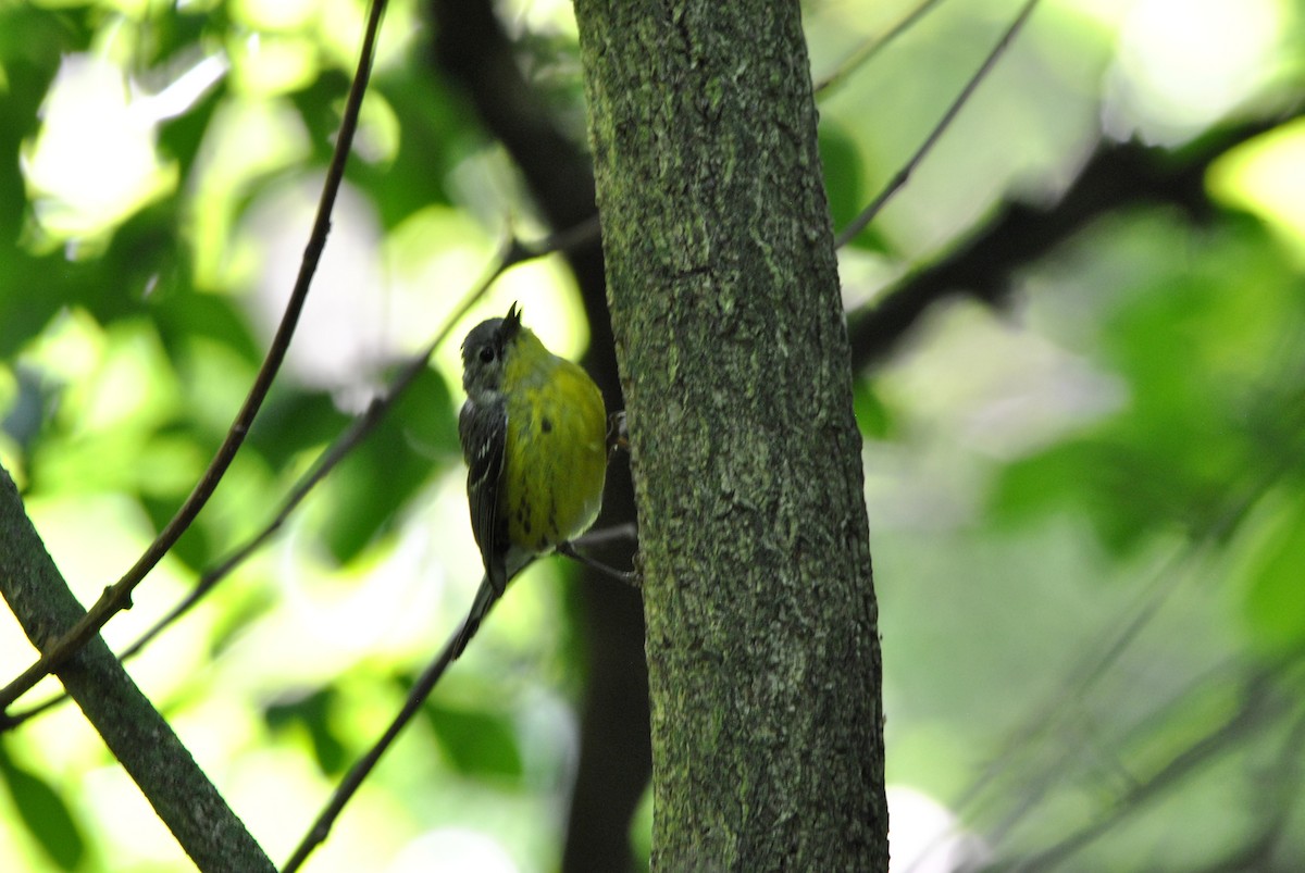 Magnolia Warbler - ML619399133