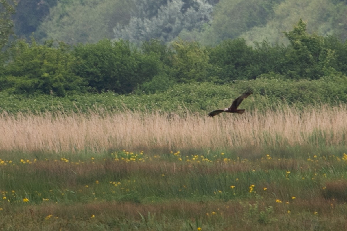 Western Marsh Harrier - Richard Harrison-Cripps