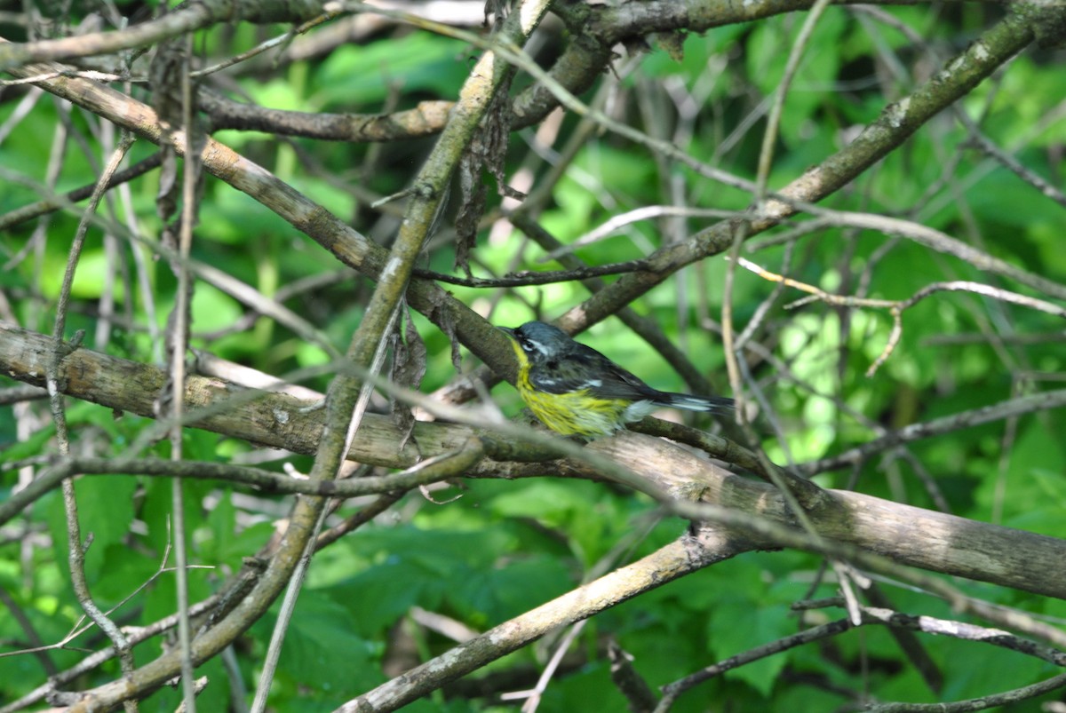 Magnolia Warbler - Harper Mazock