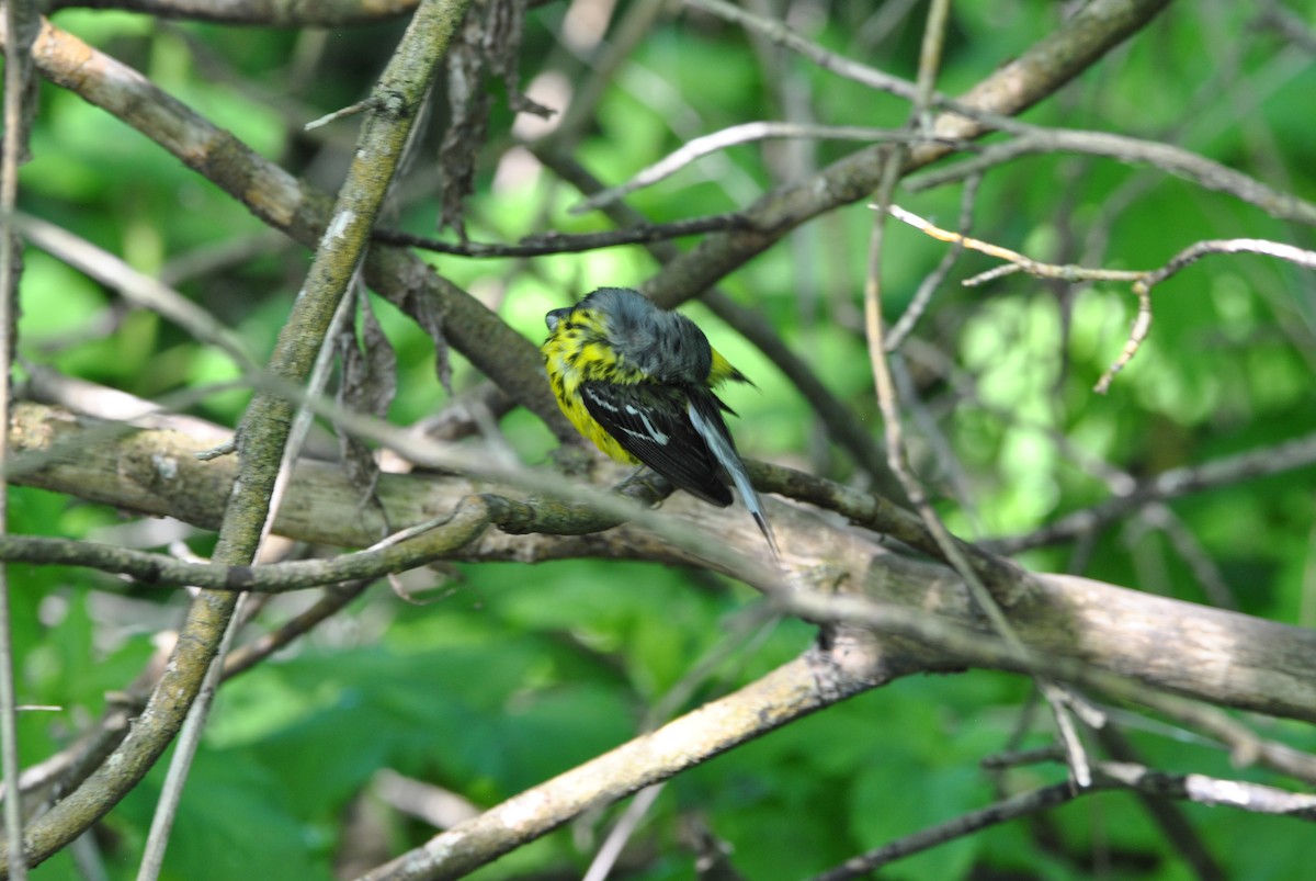 Magnolia Warbler - Harper Mazock