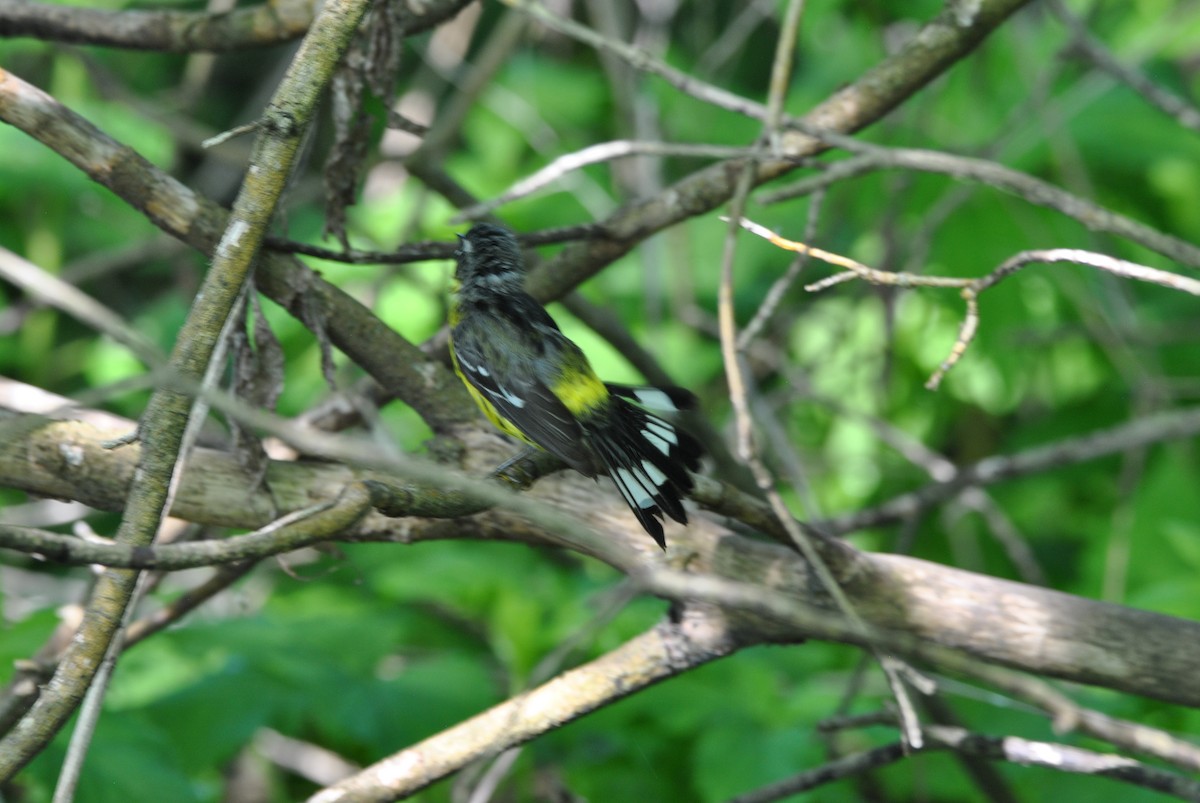 Magnolia Warbler - ML619399160