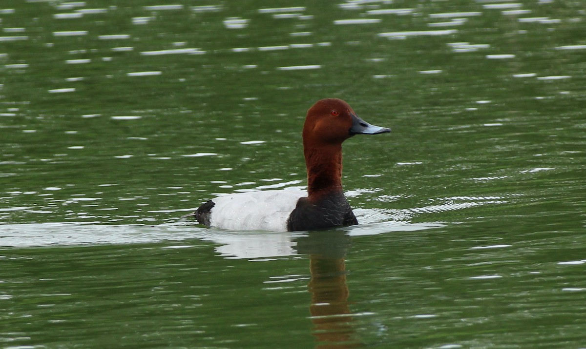 Common Pochard - Bailey McCahon