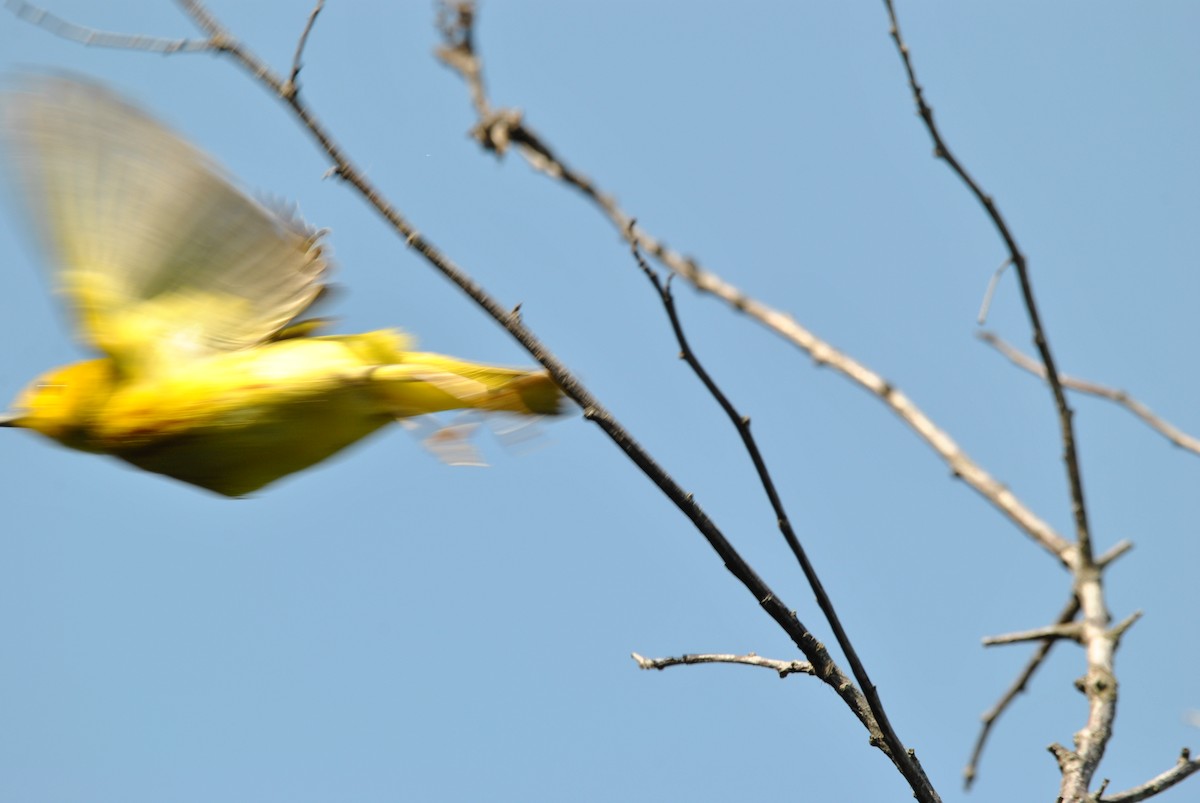 Paruline jaune - ML619399167