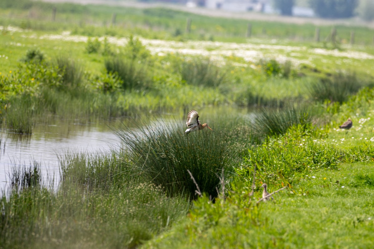 Black-tailed Godwit - ML619399170