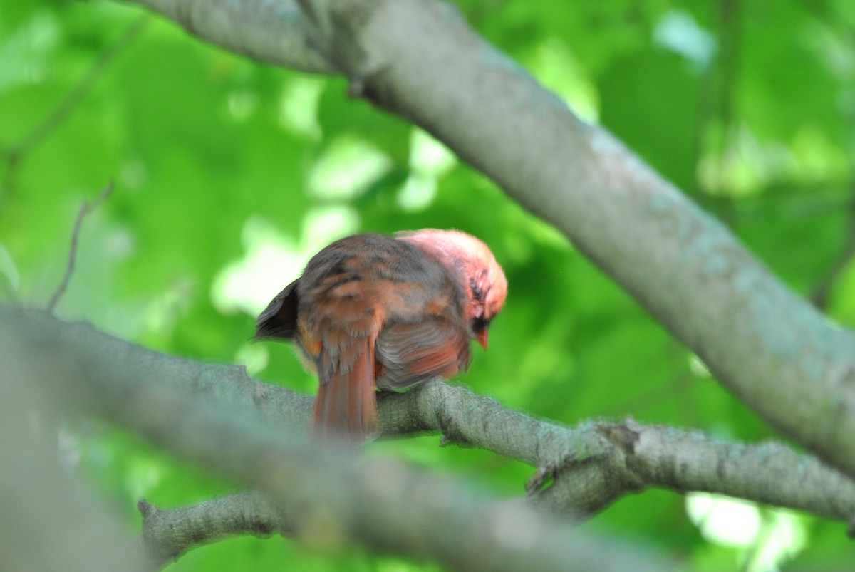 Cardinal rouge - ML619399174