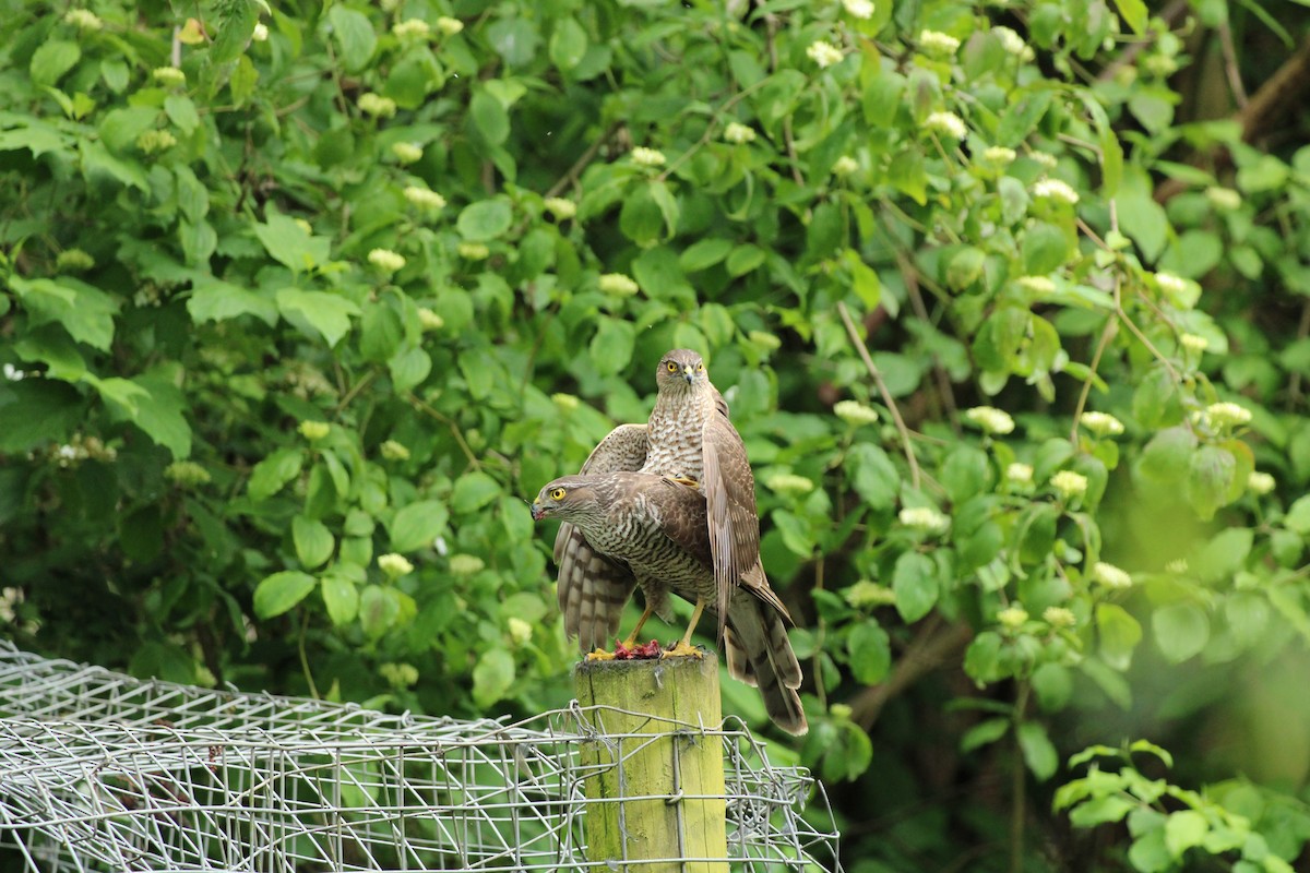 Eurasian Sparrowhawk - Bailey McCahon