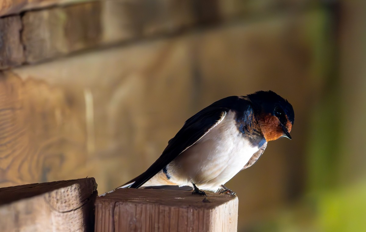 Barn Swallow - ML619399183