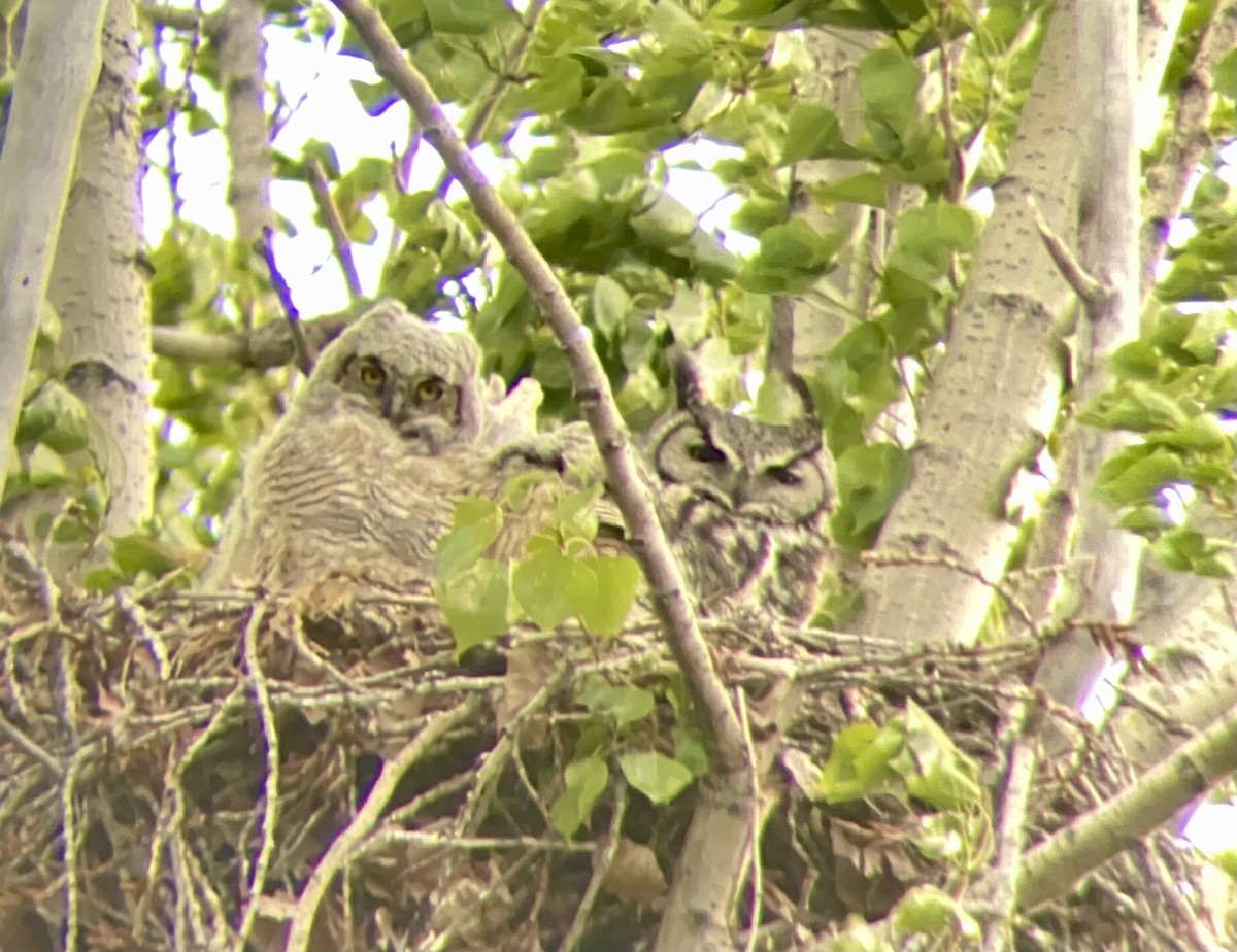 Great Horned Owl - Braydon Luikart