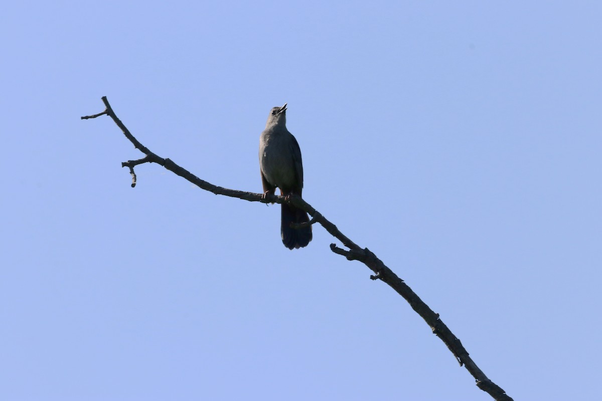 Gray Catbird - Mike Mencotti