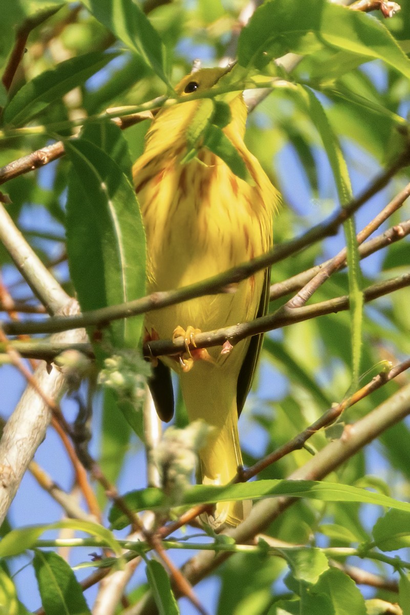 Yellow Warbler - Scott Young