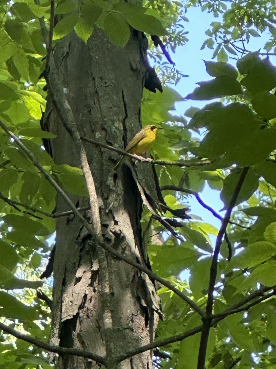 Kentucky Warbler - ML619399195