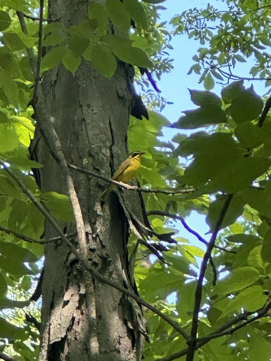 Kentucky Warbler - ML619399196