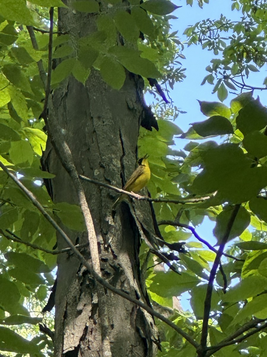 Kentucky Warbler - ML619399197