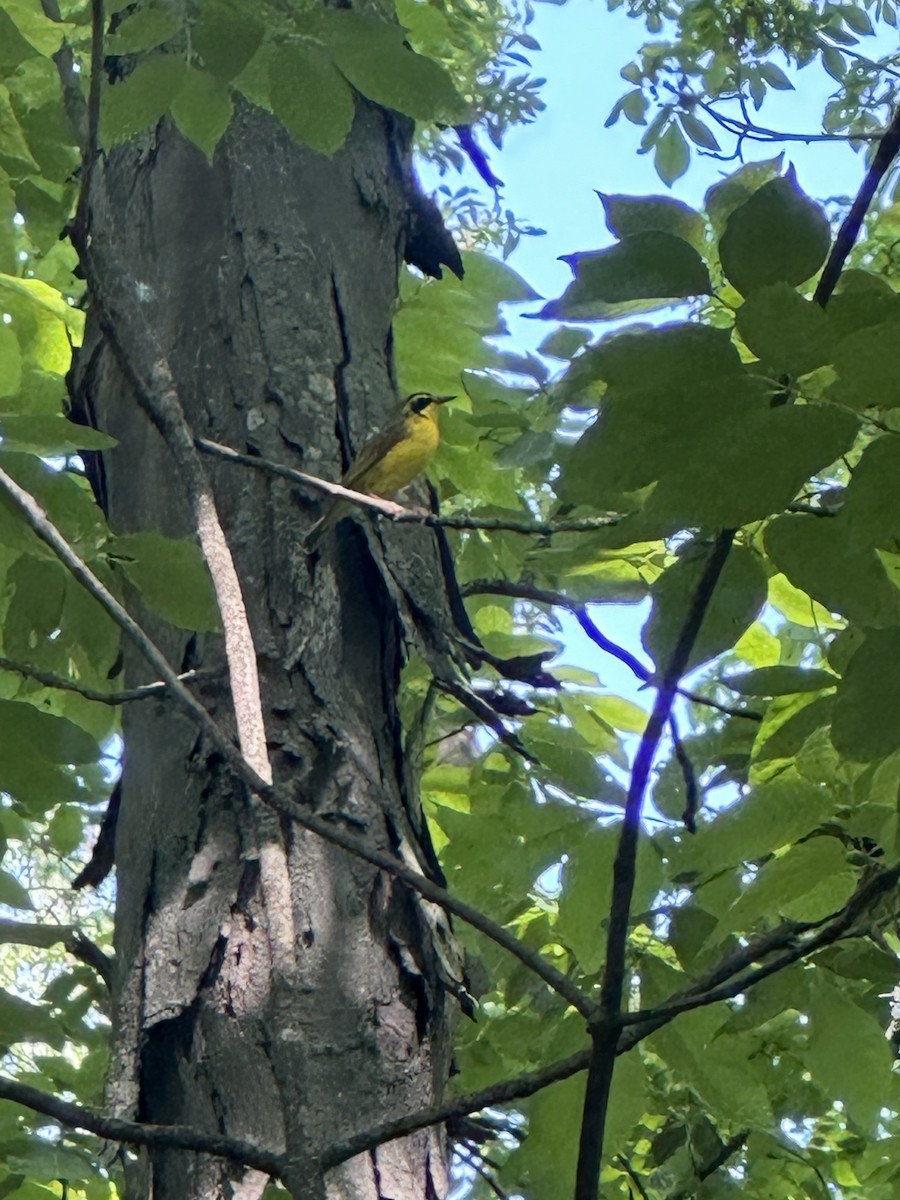 Kentucky Warbler - ML619399198