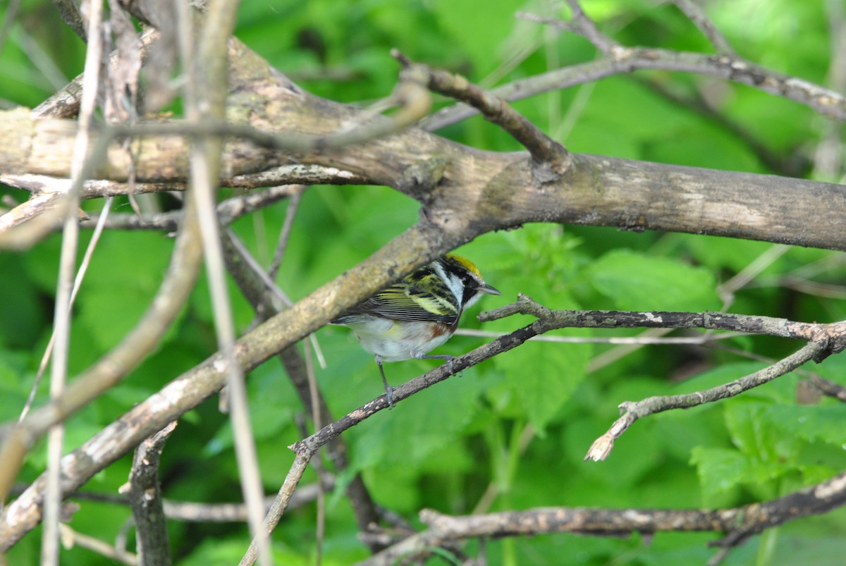 Chestnut-sided Warbler - Harper Mazock