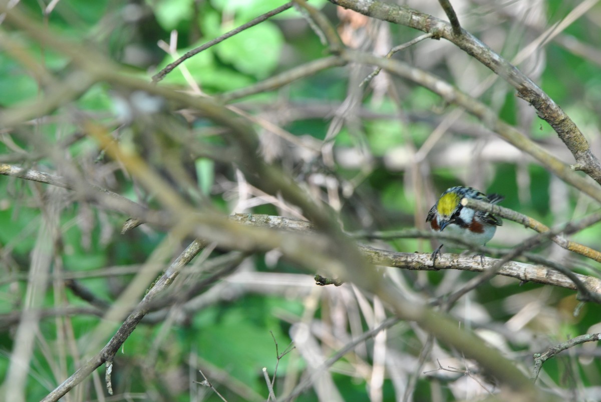 Chestnut-sided Warbler - Harper Mazock