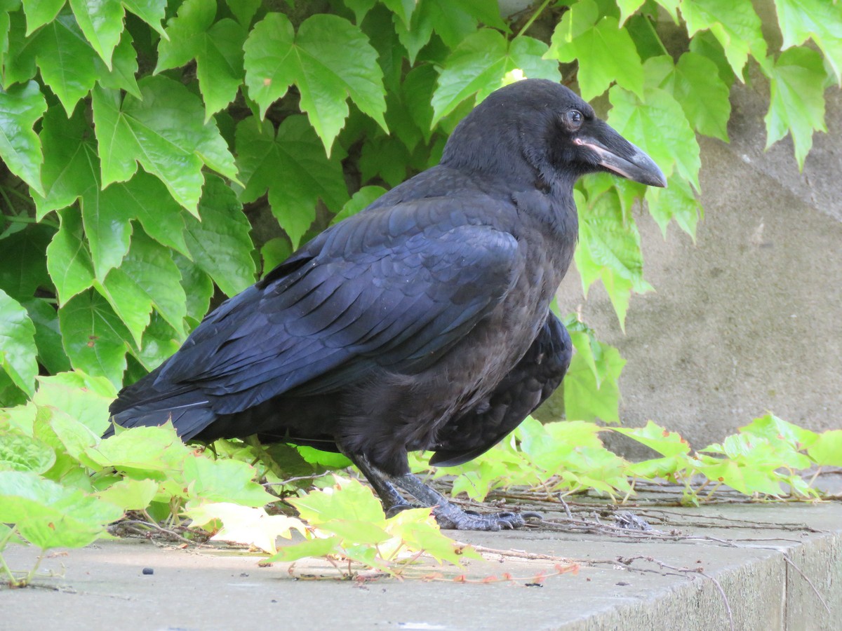 Common Raven - ML619399203