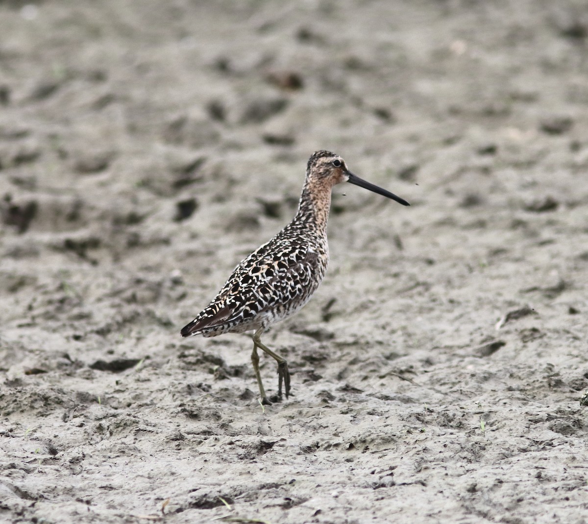 Short-billed Dowitcher - Blake Mann