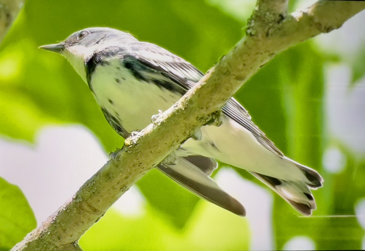 Cerulean Warbler - Always An Adventure Inc. Team