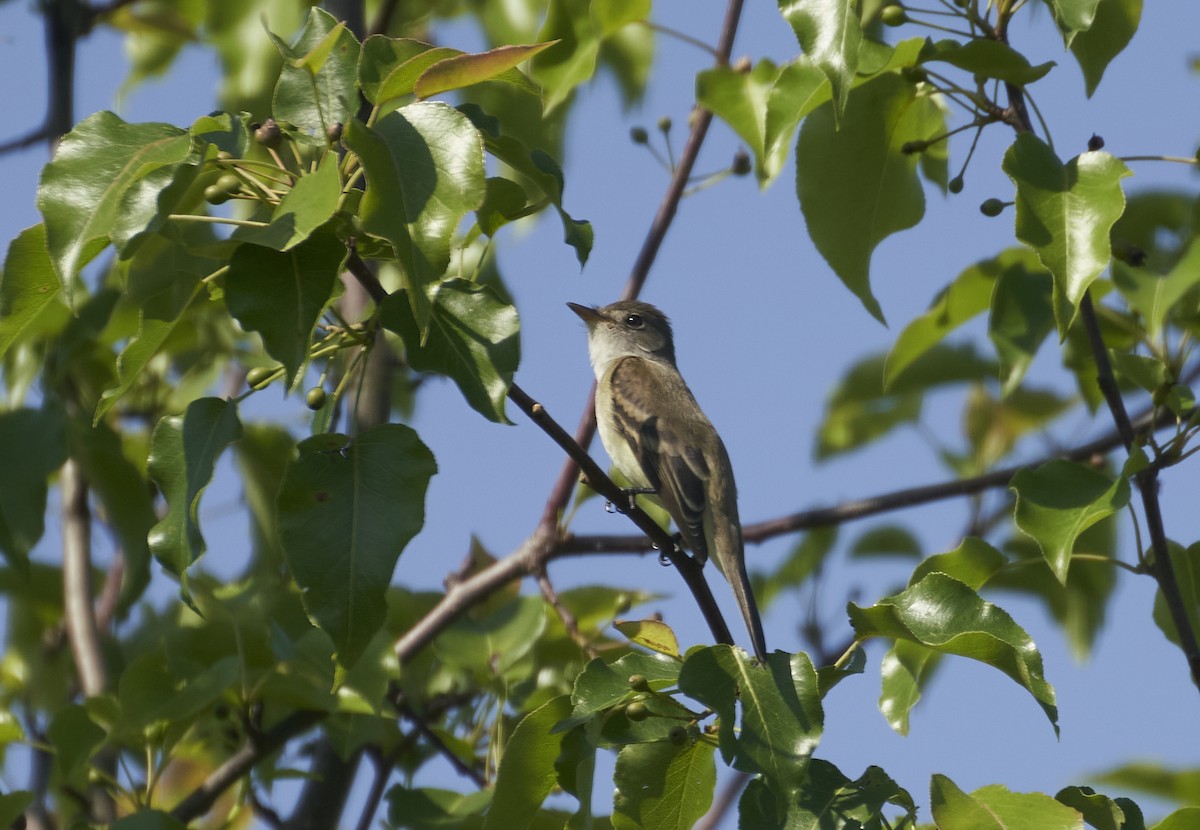 Willow Flycatcher - ML619399223