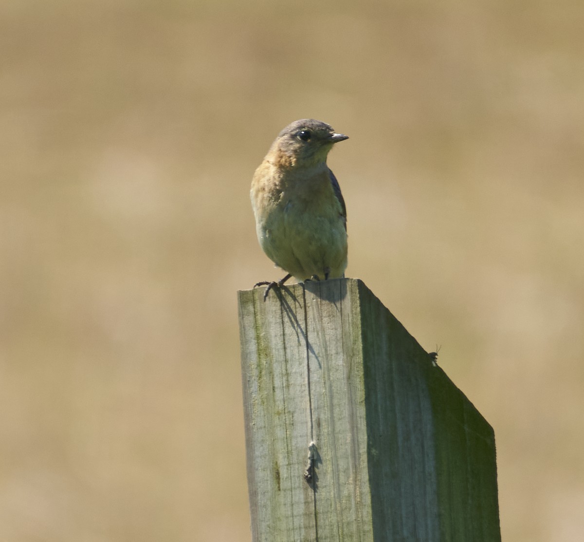 Eastern Bluebird - ML619399228