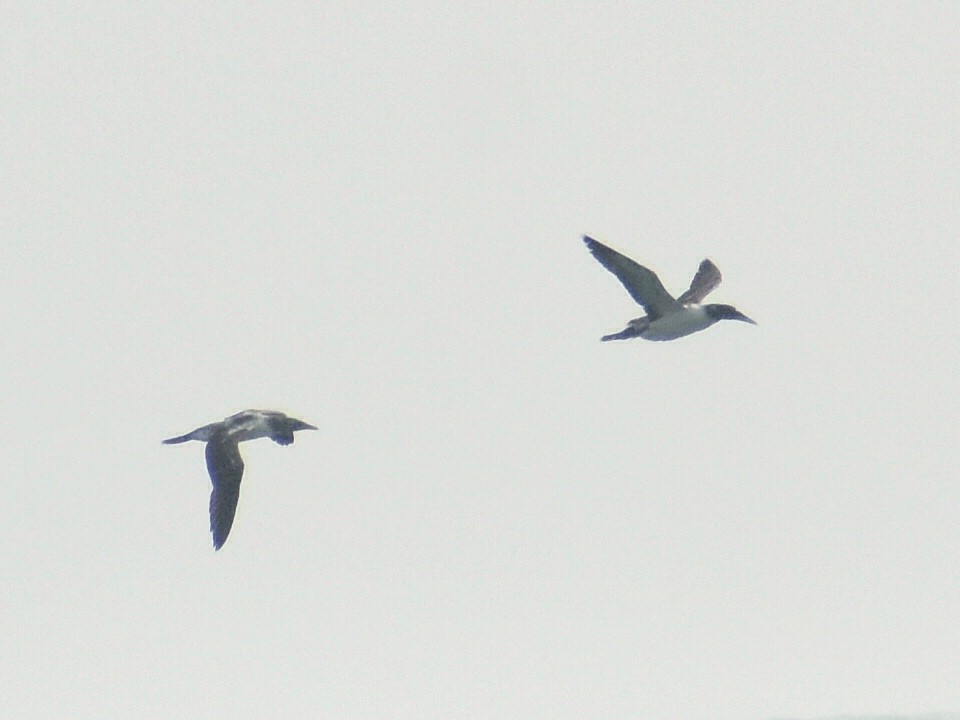 Masked Booby - Rhett Raibley