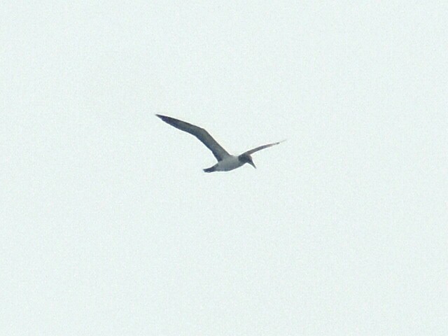 Masked Booby - Rhett Raibley