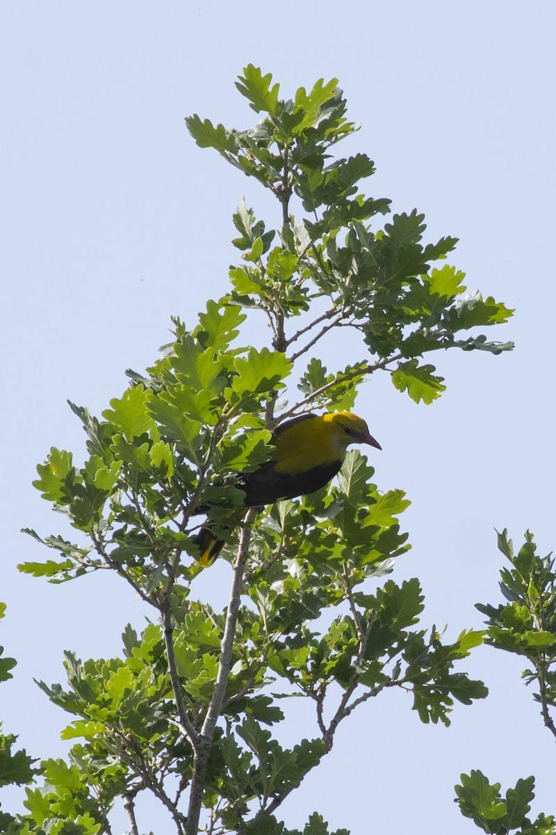 Eurasian Golden Oriole - Nathaniel Dargue