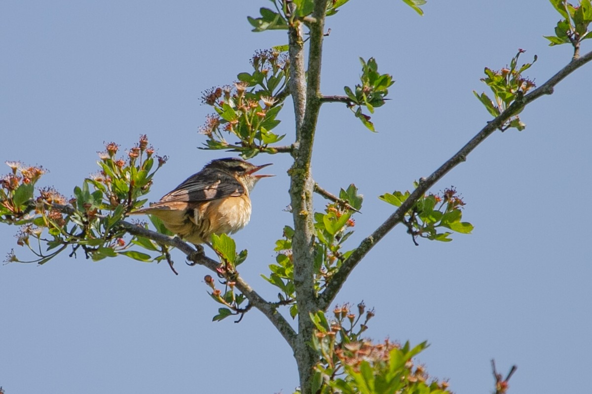 Sedge Warbler - ML619399238