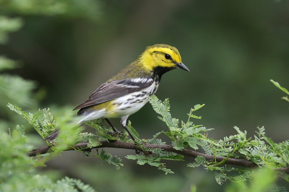 Black-throated Green Warbler - ML619399254