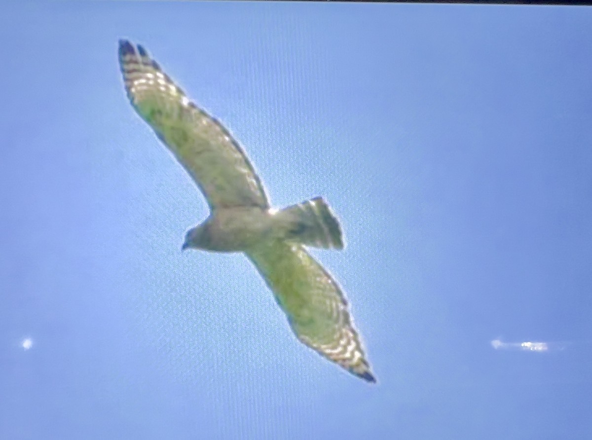 Red-shouldered Hawk - Always An Adventure Inc. Team