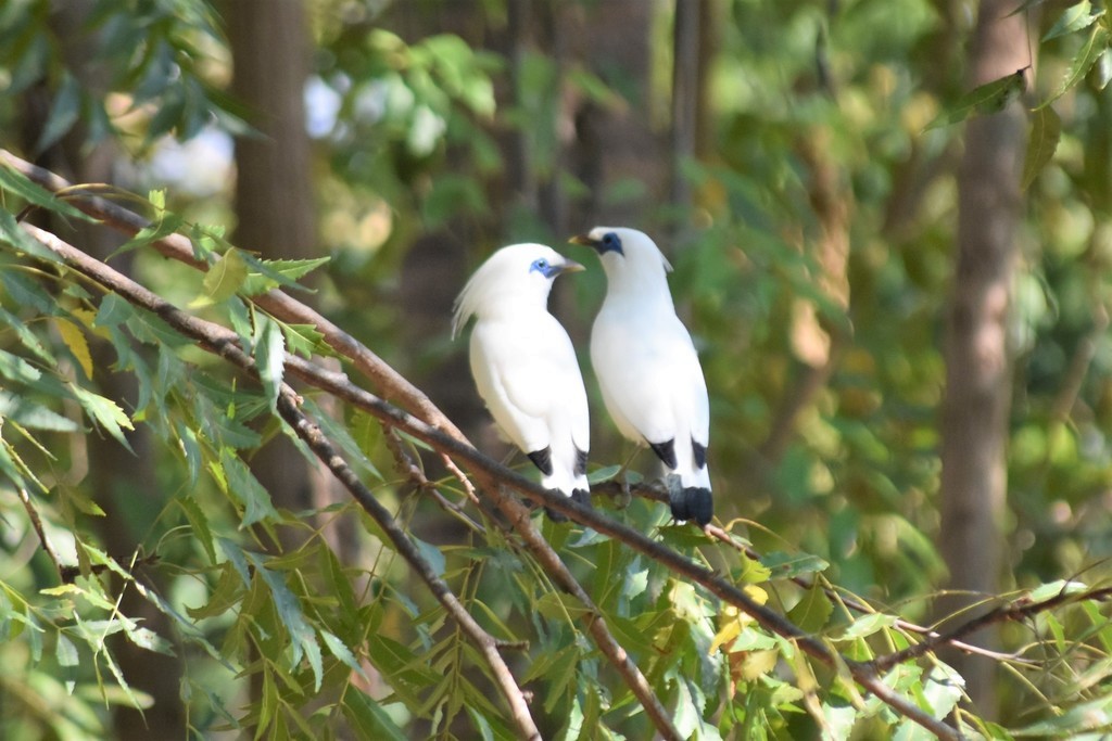 Bali Myna - ML619399260