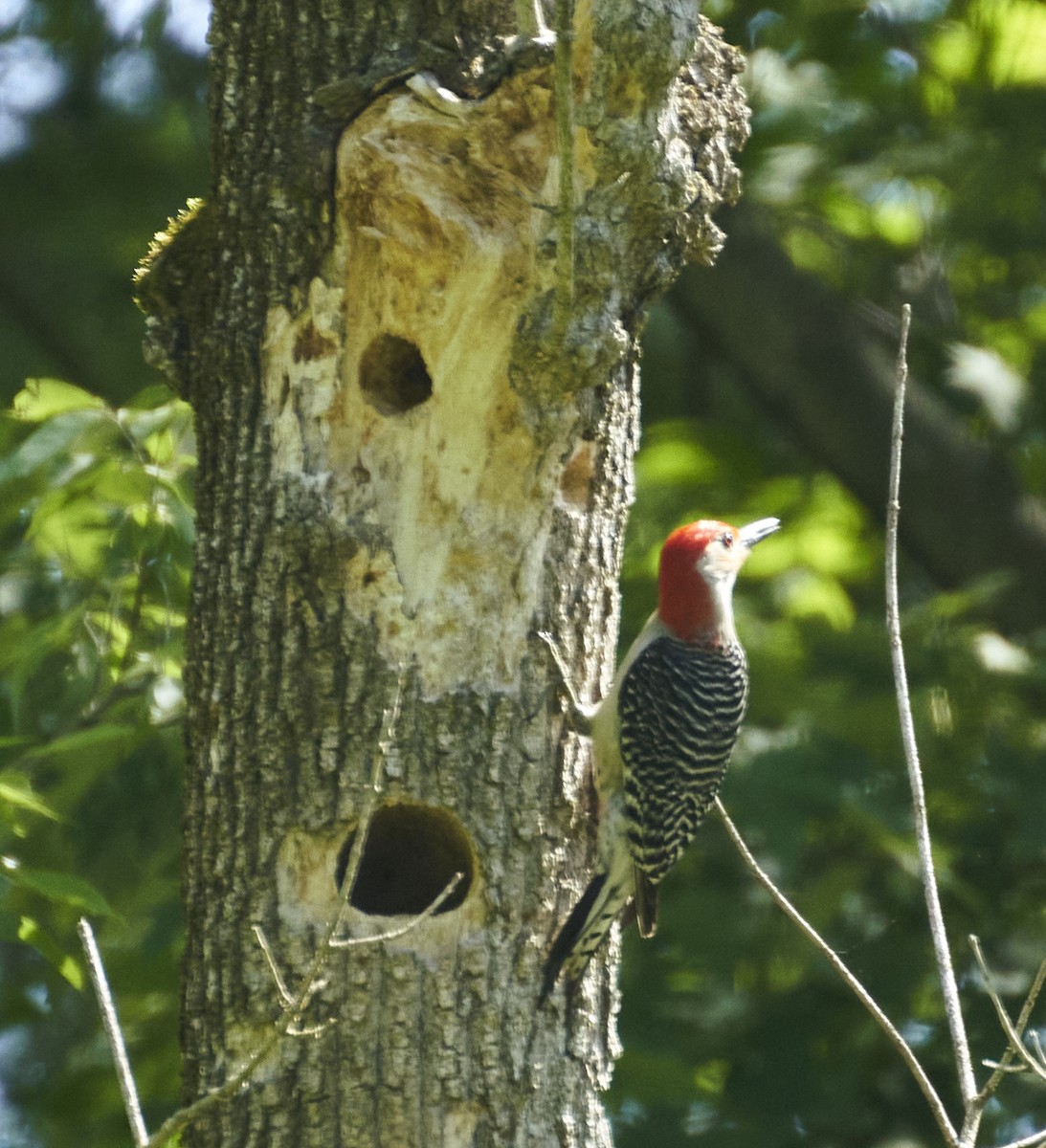 Red-bellied Woodpecker - JoAnne Mottola