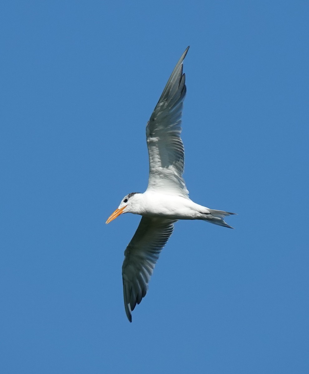 Royal Tern - ML619399269